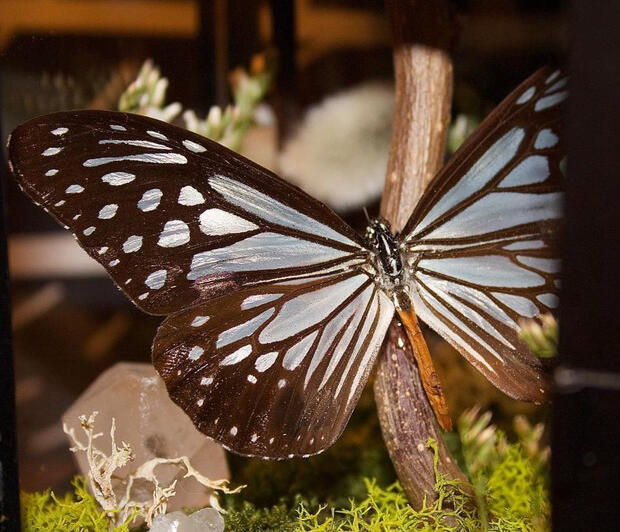 Chocolate Tiger (Parantica Melaneus)